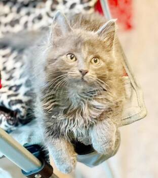 Ducky is so darn cute - LOVES EVERYONE -  Maine Coon and Nebelung Cat for Adoption in Bedford Hills, New York - Ducky Is So Darn Cute - LOVES EVERYONE | PetCurious