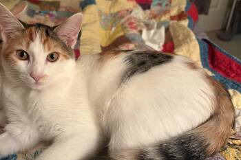 Patches 3 -  Domestic Short Hair Cat for Adoption in Burnaby, British Columbia - Patches 3 | PetCurious