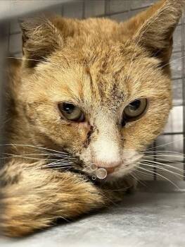 Domestic Short Hair Cats Available for Adoption in Las Vegas, Nevada - GUS | PetCurious