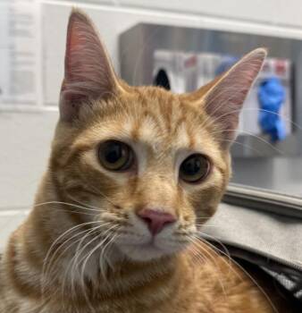 Ronald -  Domestic Short Hair Cat for Adoption in Golden, Colorado - Ronald | PetCurious