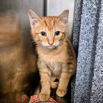 Domestic Short Hair Cats Available for Adoption - Trigger | PetCurious