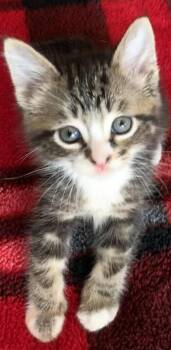 Ringo -  Domestic Short Hair Cat for Adoption in Liverpool, Texas - Ringo | PetCurious