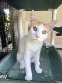 Leroy -  Domestic Short Hair Cat for Adoption in Honolulu, Hawaii - Leroy | PetCurious