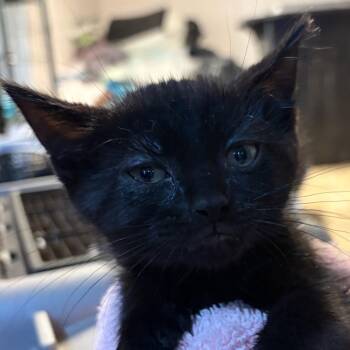 Briar Rose -  Domestic Short Hair Cat for Adoption in Waldorf, Maryland - Briar Rose | PetCurious