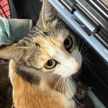 Meowgan Rapinio -  Domestic Short Hair Cat for Adoption in Austin, Texas - Meowgan Rapinio | PetCurious