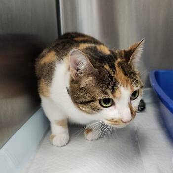 Domestic Short Hair Cats Available for Adoption in Clearwater, Florida - Amy | PetCurious