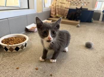 Foibles -  Domestic Short Hair Cat for Adoption in Berkeley, California - Foibles | PetCurious