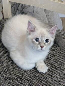 Sapphire -  Siamese and Domestic Long Hair Cat for Adoption in Riverside, California - Sapphire | PetCurious