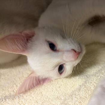 Jamie -  Domestic Short Hair Cat for Adoption in Nashville, Tennessee - Jamie | PetCurious