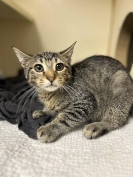 Ghost Pepper -  Domestic Short Hair Cat for Adoption in Myerstown, Pennsylvania - Ghost Pepper | PetCurious