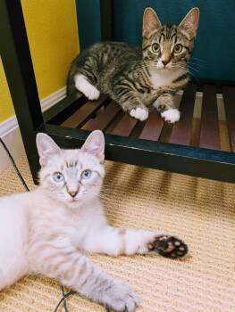 Riordan and Orla -  Domestic Short Hair Cat for Adoption in Seattle, Washington - Riordan And Orla | PetCurious