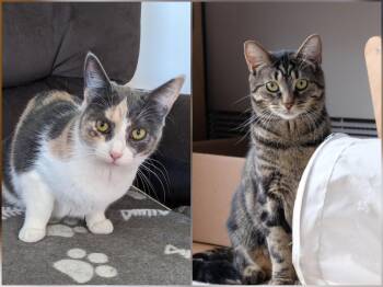 Taylor & Tabbie (DUO) -  Calico Cat for Adoption in Montreal, Quebec - Taylor & Tabbie (DUO) | PetCurious