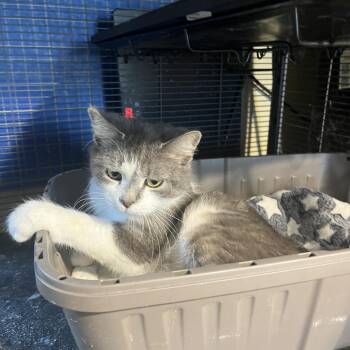 Blueberry Milkshake -  Domestic Short Hair Cat for Adoption in Greenfield, Indiana - Blueberry Milkshake | PetCurious