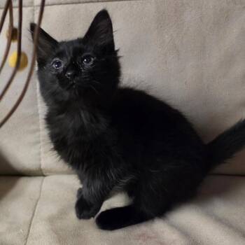 BERLIOZ -  Domestic Medium Hair Cat for Adoption in Graham, Washington - BERLIOZ | PetCurious