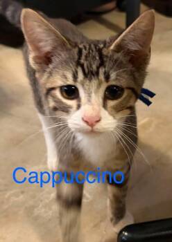 Cappuchino G. -  Domestic Short Hair Cat for Adoption in West Peoria, Illinois - Cappuchino G. | PetCurious