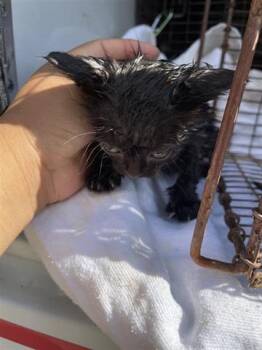 Domestic Short Hair Cats Available for Adoption in Houston, Texas - A655843 | PetCurious