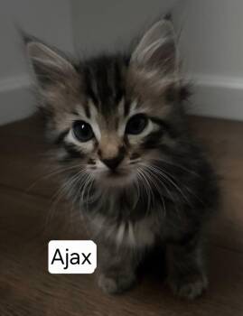 Domestic Medium Hair Cats Available for Adoption in San Jacinto, California - Ajax | PetCurious
