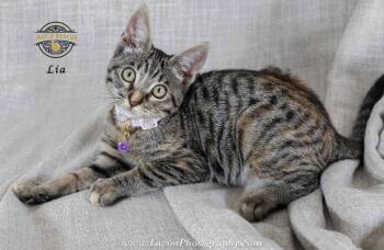 Lia 2 -  Torbie and Domestic Short Hair Cat for Adoption in Riverside, California - Lia 2 | PetCurious