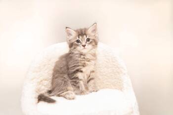 Azalea -  Domestic Long Hair Cat for Adoption in Mobile, Alabama - Azalea | PetCurious