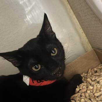 Packer -  Domestic Short Hair Cat for Adoption in Yuma, Arizona - Packer | PetCurious