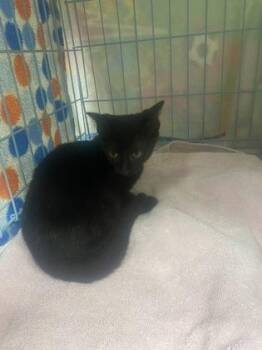 Wagyu -  Domestic Short Hair Cat for Adoption in Gainesville, Florida - Wagyu | PetCurious