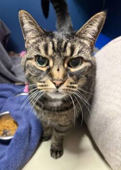 Casey (bonded To Abby) -  Domestic Short Hair Cat for Adoption in Oakville, Ontario - Casey (bonded To Abby) | PetCurious