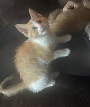 Tabby Cats Available for Adoption in Wyandotte, Michigan - Rocco | PetCurious