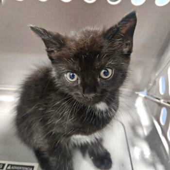 Nature -  Domestic Short Hair Cat for Adoption in Greensboro, North Carolina - Nature | PetCurious