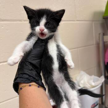 August -  Domestic Short Hair Cat for Adoption in Reno, Nevada - August | PetCurious