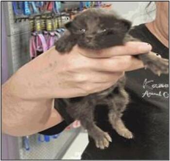 AZURA -  Domestic Short Hair Cat for Adoption in Albuquerque, New Mexico - AZURA | PetCurious