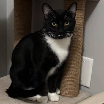 Domestic Short Hair Cats Available for Adoption - Meatball | PetCurious