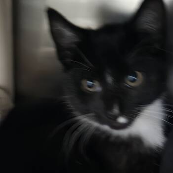 Rescue Domestic Short Hair Cats for Adoption in Yanceyville, North Carolina - Ratatouille 25-1666 | PetCurious