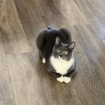 Domestic Short Hair Cats Available for Adoption - Salad | PetCurious