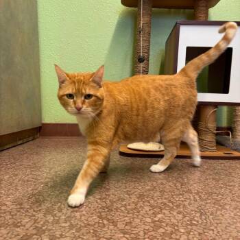Domestic Short Hair Cats Available for Adoption in Spokane, Washington - Tims | PetCurious