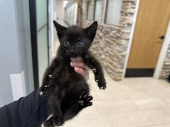 JARVIS -  Domestic Short Hair Cat for Adoption in Rowlett, Texas - JARVIS | PetCurious