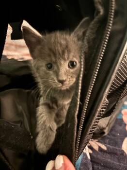 Noe -  Domestic Short Hair Cat for Adoption in Johnson City, Tennessee - Noe | PetCurious