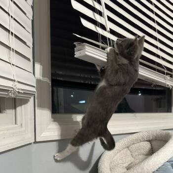 Lovely Rita -  Domestic Short Hair Cat for Adoption in St. Louis, Missouri - Lovely Rita | PetCurious