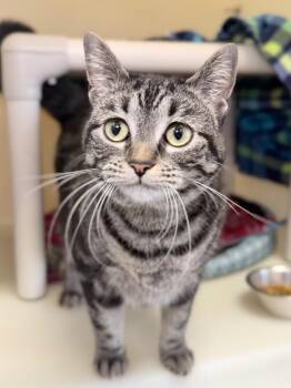 Domestic Short Hair Cats Available for Adoption - Mara | PetCurious