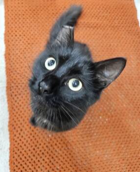 Domestic Short Hair Cats Available for Adoption - Onyx 3 | PetCurious