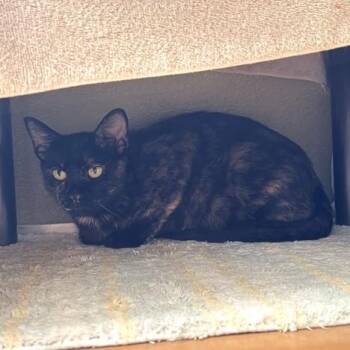 KENNEDY -  Domestic Short Hair Cat for Adoption in Leesburg, Virginia - KENNEDY | PetCurious
