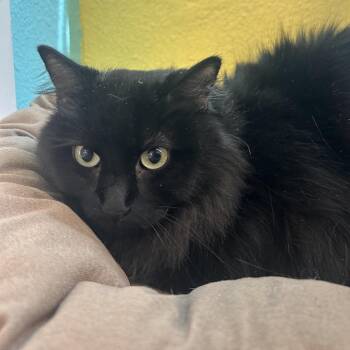 Domestic Long Hair Cats Available for Adoption in Fresno, California - Noche | PetCurious