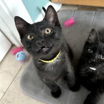 Xenomorph -  Domestic Short Hair Cat for Adoption in Woodinville, Washington - Xenomorph | PetCurious
