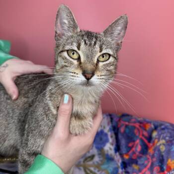 Domestic Short Hair Cats Available for Adoption in San Antonio, Texas - Dolly | PetCurious