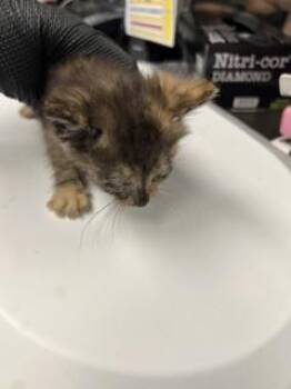 ARIEL -  Domestic Short Hair Cat for Adoption in Stockton, California - ARIEL | PetCurious