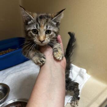 Blondie -  Domestic Short Hair Cat for Adoption in Blue Ridge, Georgia - Blondie | PetCurious
