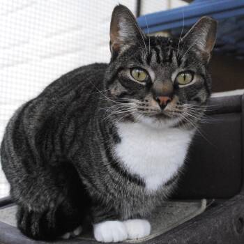 Rescue Domestic Short Hair Cats for Adoption in Bloomington, Indiana - Piper | PetCurious