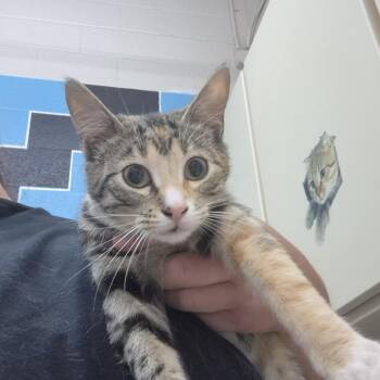 Domestic Short Hair Cats Available for Adoption in Ardmore, Oklahoma - Link | PetCurious