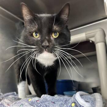 James Bond -  Domestic Short Hair Cat for Adoption in Newport, North Carolina - James Bond | PetCurious