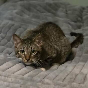 Sid -  Domestic Short Hair Cat for Adoption in Madison, Wisconsin - Sid | PetCurious