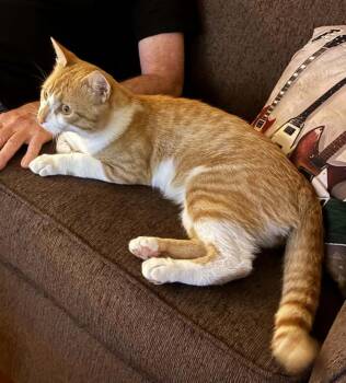 TomTom 1yr -  Domestic Short Hair Cat for Adoption in London, Ontario - TomTom 1yr | PetCurious